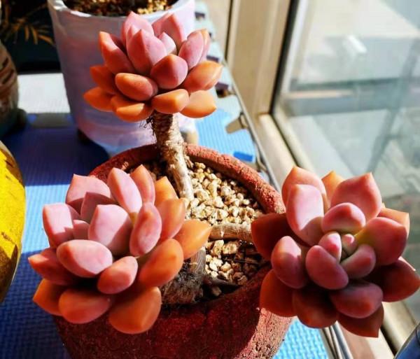 多肉“奧普琳娜”，比冬美人皮實，老樁也更漂亮