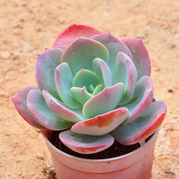 神奇的大自然之多肉植物！竟然很多都沒見過！太神奇了！（下）