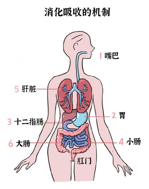 經常排便困難很難受?平時多吃2種“天然瀉劑”,讓你大便暢通 經常排便困難很難受?平時多吃2種“天然瀉劑”,讓你大便暢通