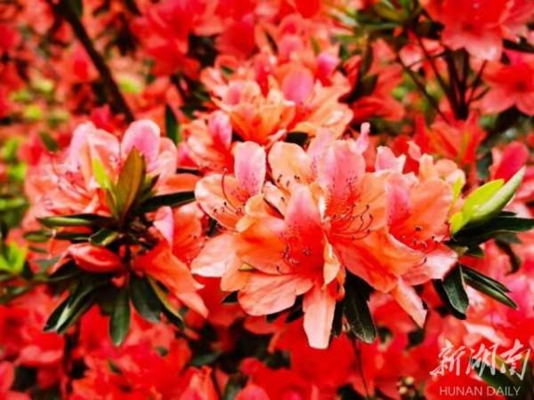 杜鵑草堂花正紅