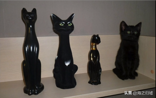 31張“捉迷藏”照片，證明貓咪才是“偽裝大師”，你能找到它嗎？