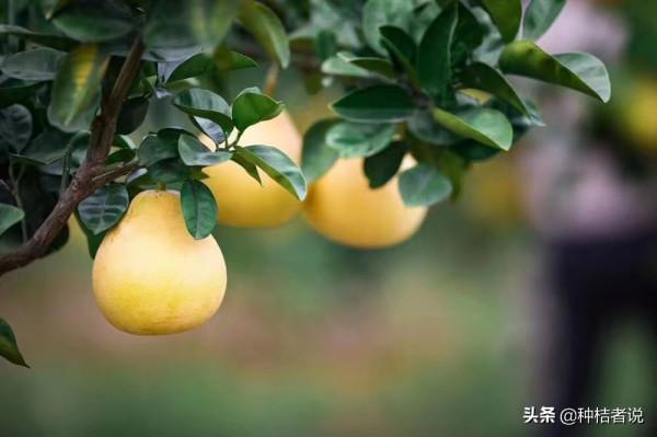 管理大果園8年，我踩過的5個大坑，每坑都裝著辛酸淚