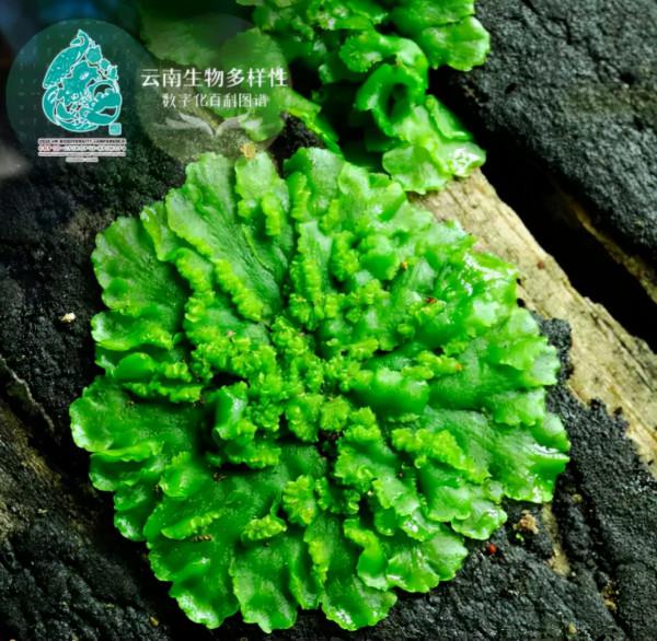 「雲南生物多樣性數字化百科圖譜」紅尾天蠶蛾:蛾中美人,月下仙子 「雲南生物多樣性數字化百科圖譜」紅尾天蠶蛾:蛾中美人,月下仙子