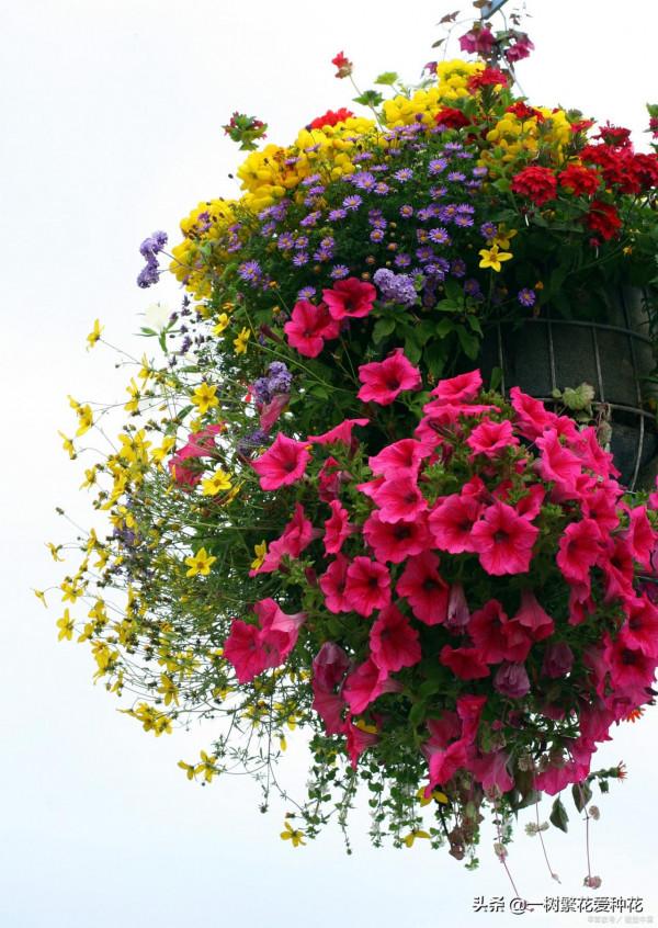 一年四季種啥花，推薦這56種花，詳細特點，讓你買到更適合自己的