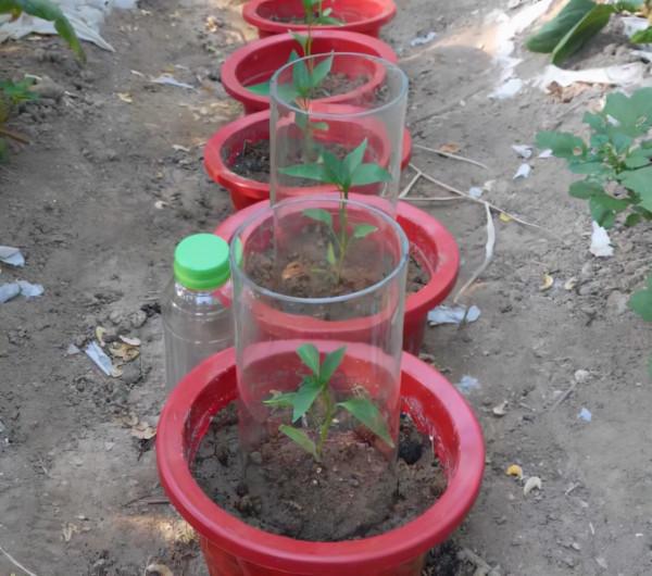 寧夏農科院在全區率先開展昆蟲嗅覺分子生物學領域研究