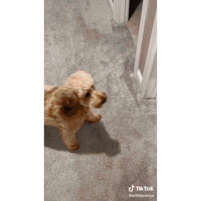 為了不讓小朋友賴床,家長想出妙招,放狗狗出馬去撒嬌賣萌叫起床 為了不讓小朋友賴床,家長想出妙招,放狗狗出馬去撒嬌賣萌叫起床