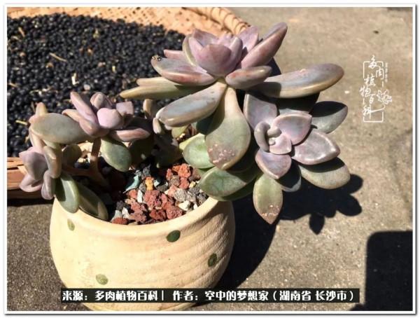 北陽臺黨，也有個多肉花園夢