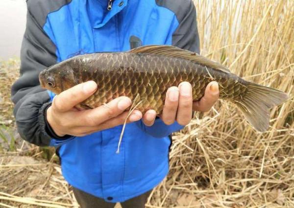 冬釣想要好魚獲，其實真的有秘籍，學會四個勤，多冷都不怕沒魚口