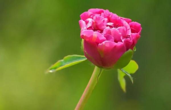 春節到了，父母催婚有錯嗎？