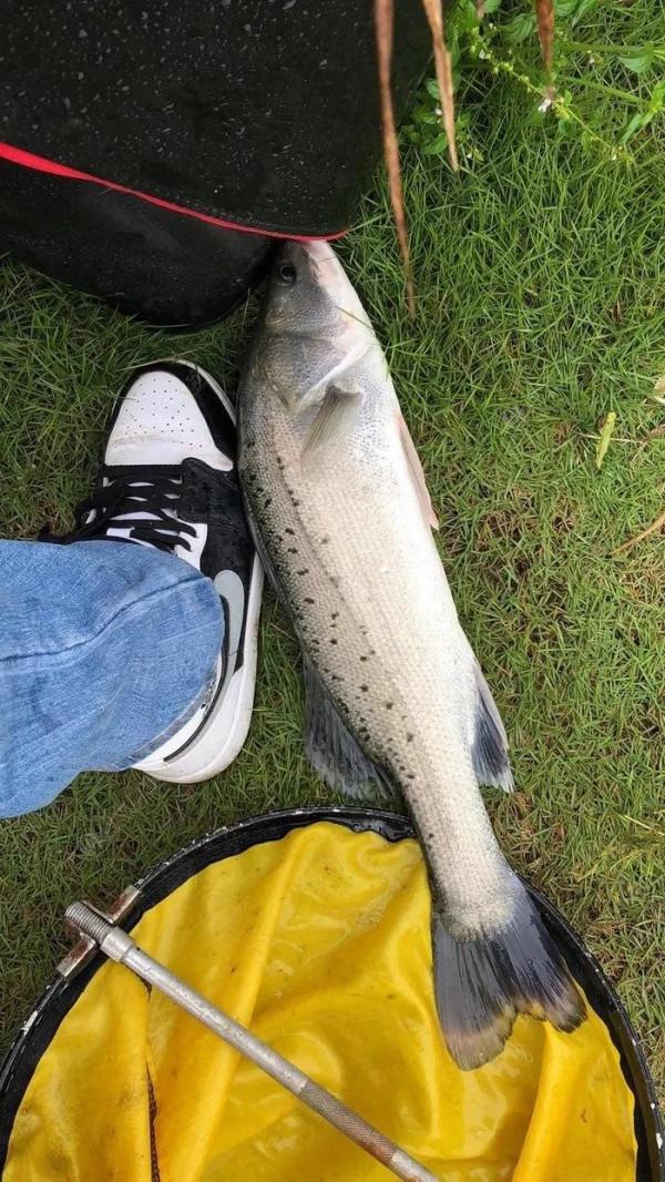 新手第一次路亞釣到大鱸魚 新手第一次路亞釣到大鱸魚