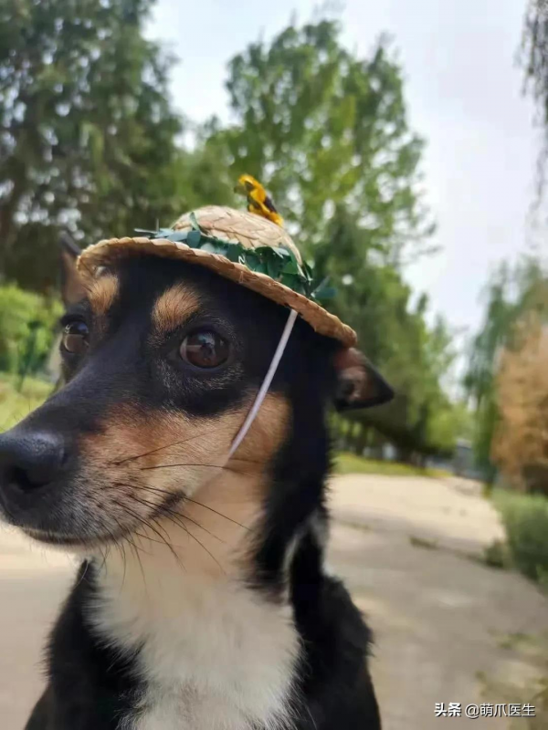 貓把自己舔禿了！是不是嘲笑我禿頂啊？