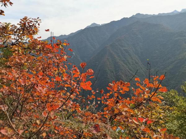 圭峰紅葉遍山,九小時歷程卻讓人驚心 圭峰紅葉遍山,九小時歷程卻讓人驚心