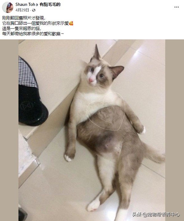 貓咪這一舉動直接整破防了!主人:我從未想過它對我的愛這麼深 貓咪這一舉動直接整破防了!主人:我從未想過它對我的愛這麼深