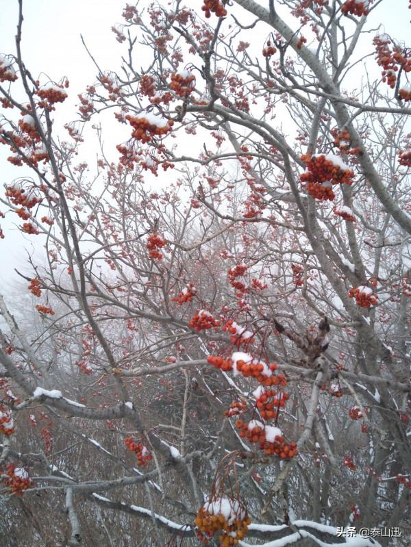 驢行泰山之初雪獨行