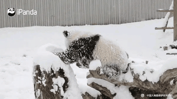 可愛又呆萌的國寶熊貓誰不喜歡