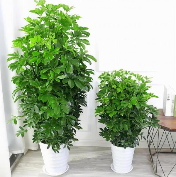 被譽為“招財樹”的鵝掌柴，居家盆栽該注意什麼？