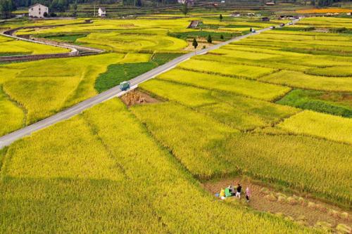 金秋澤雅,梯田稻浪美醉了 金秋澤雅,梯田稻浪美醉了