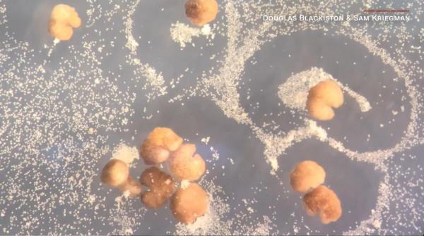 美研究組織:世界首例生體機器人Xenobot有生育可能形狀酷似吃豆人 美研究組織:世界首例生體機器人Xenobot有生育可能形狀酷似吃豆人