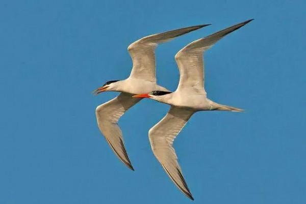 分享圖片一一比翼雙飛鳥