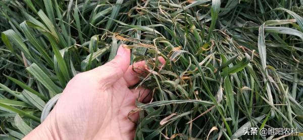 拉尼娜來臨前，噴施這個防凍配方，有效解決作物凍害難題