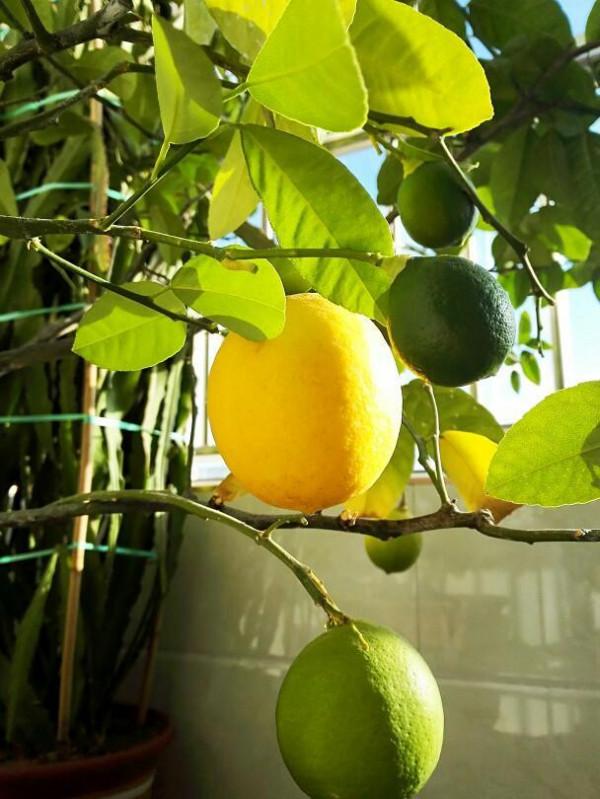 5種大型植物，養護簡單不挑環境，家裡就能養