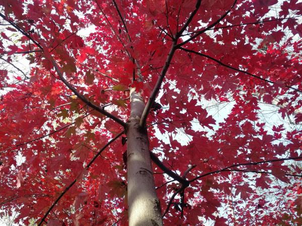 大連美麗的紅楓葉林