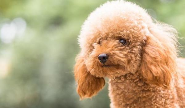 狗狗品種介紹大全！我們應該怎麼挑選適合自己的狗狗？