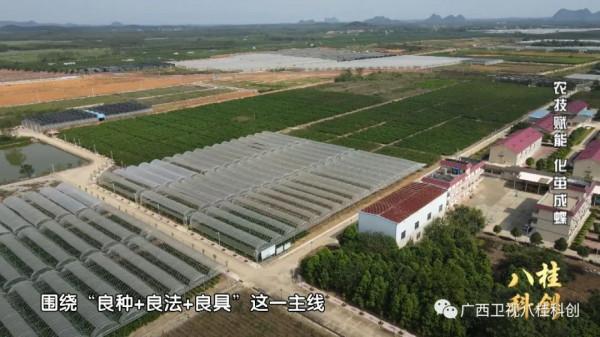 稀奇！廣西的蠶寶寶不吃桑葉