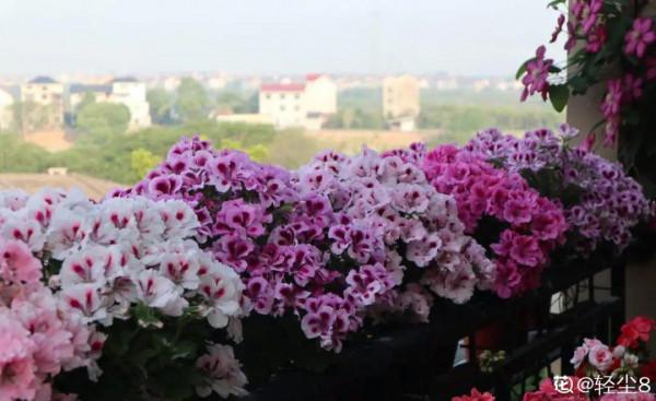 買花也要注意辨別“坑”,才能挑到好花,花開爆盆 買花也要注意辨別“坑”,才能挑到好花,花開爆盆