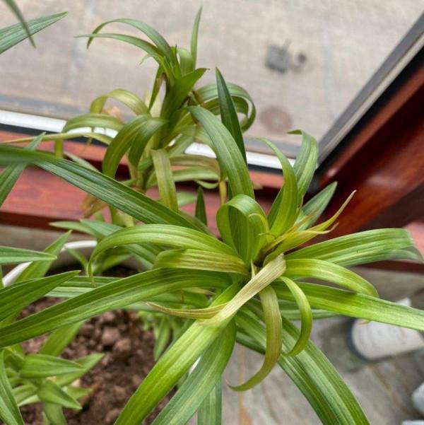 家中養花養不活?不是你不會養!試試這3種花 家中養花養不活?不是你不會養!試試這3種花