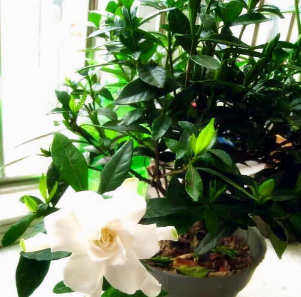 天冷後,9種花要“少水、斷糧”,不然難過冬 天冷後,9種花要“少水、斷糧”,不然難過冬