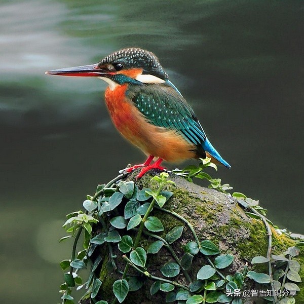 漂亮小鳥在等你欣賞，愛不釋手，萌得可愛