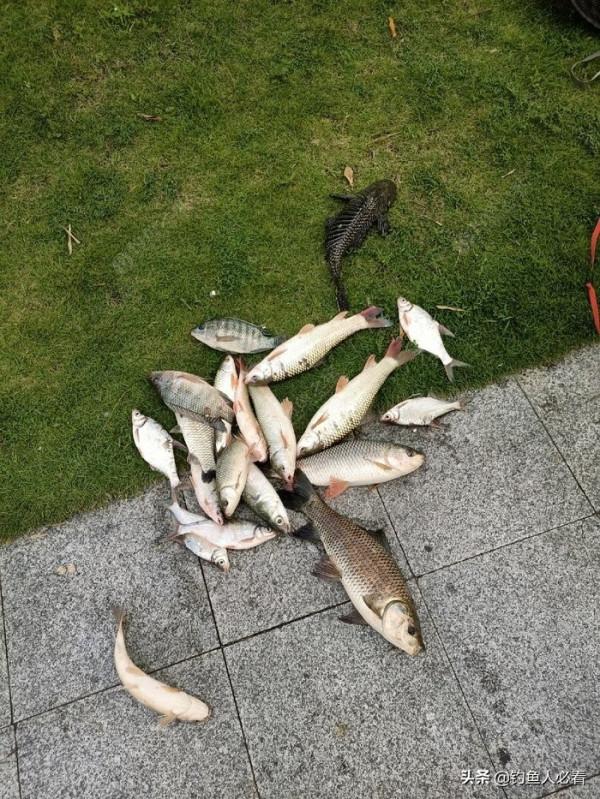 歷經一番驚險刺激的操作，小鉤成功博大魚一條……