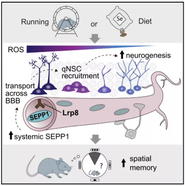 腦科學日報：運動可以幫助大腦產生新的神經元