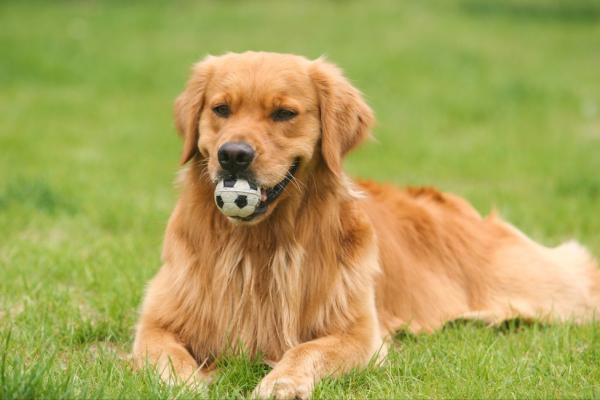 患病後的金毛，出現這些奇怪的行為，讓我心疼不已