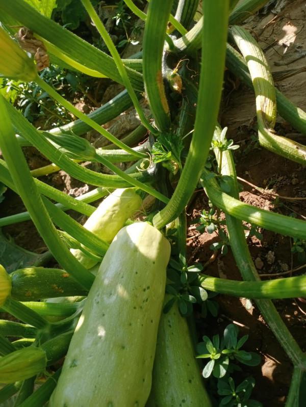 豐收到菜園 豐收到菜園