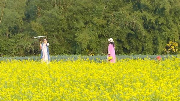 市區近郊大片金燦燦菜心花盛開，成為一道冬日美景