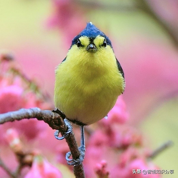 漂亮小鳥在等你欣賞，愛不釋手，萌得可愛