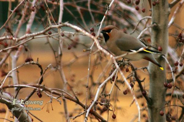 窗外的不速之客 太平鳥 冠羽後翹 宛若華美的桂冠，彰顯英武和高貴