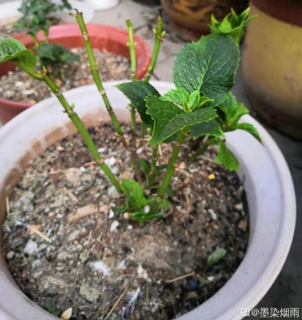 家裡光照不足,就養這2種精靈花,耐陰花期長,皮實好養 家裡光照不足,就養這2種精靈花,耐陰花期長,皮實好養