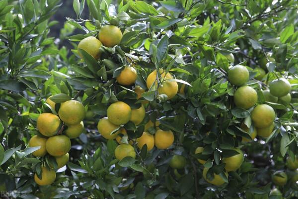 國家&OpenCurlyDoubleQuote;十四五&rdquo;水果種植業規劃公佈！&OpenCurlyDoubleQuote;殺人桔&rdquo;或將成為過去