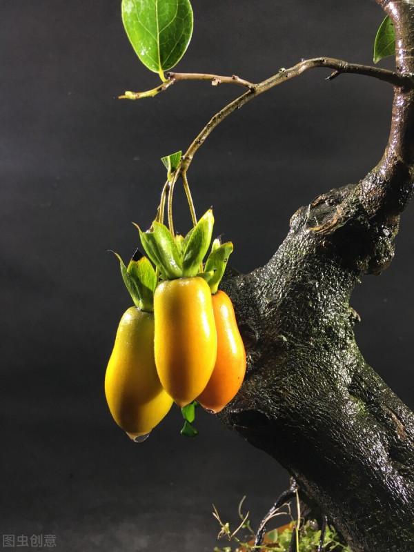 金彈的掛果期，你們知道有多少天嗎？