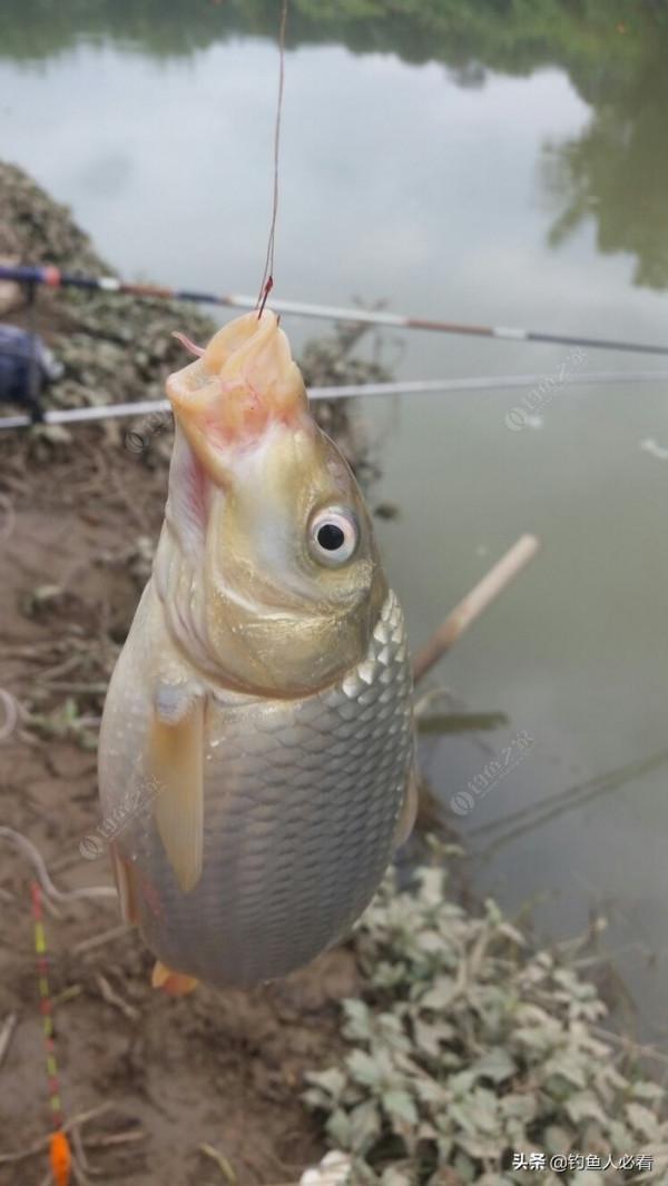 野釣搞遊擊，第一竿中魚，驚喜又刺激
