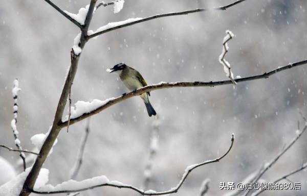 雪中的白頭鵯鳥