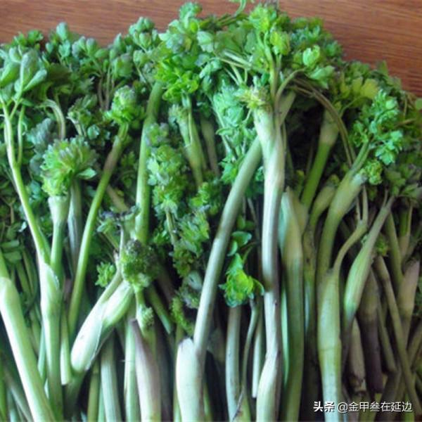 盤點東北人摯愛的野菜！不知道你吃過幾種？現在買真不便宜…