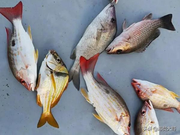 做海員多年，最快樂的就是到那些不吃海鮮的國家，釣各種奇怪的魚