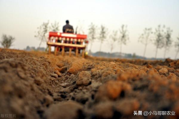 小麥選底肥，二銨產量高不高，那要看怎麼用
