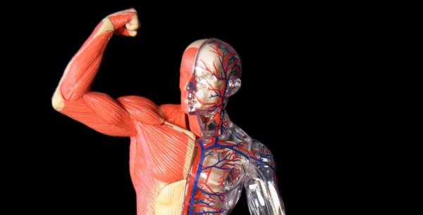 100年增肌經驗結晶：唯一不變的真理，是學會變化