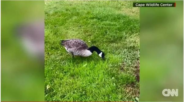 加拿大鵝受傷被帶回醫院做手術，它的伴侶卻焦急找上門來&period;&period;&period;