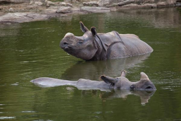 關於動物的20個冷知識,有多少是您不知道的呢?一起來看看吧 關於動物的20個冷知識,有多少是您不知道的呢?一起來看看吧